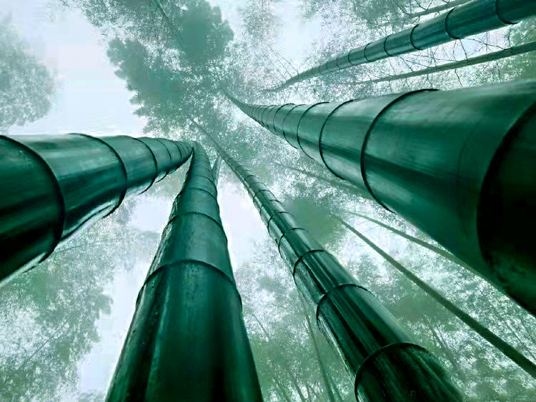 ps如何调出古风竹子,ps竹林教程