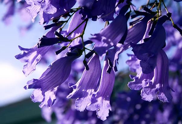 春夏之交，越来越多的花含苞欲放，这一百种娇媚蓓蕾真是美不胜收