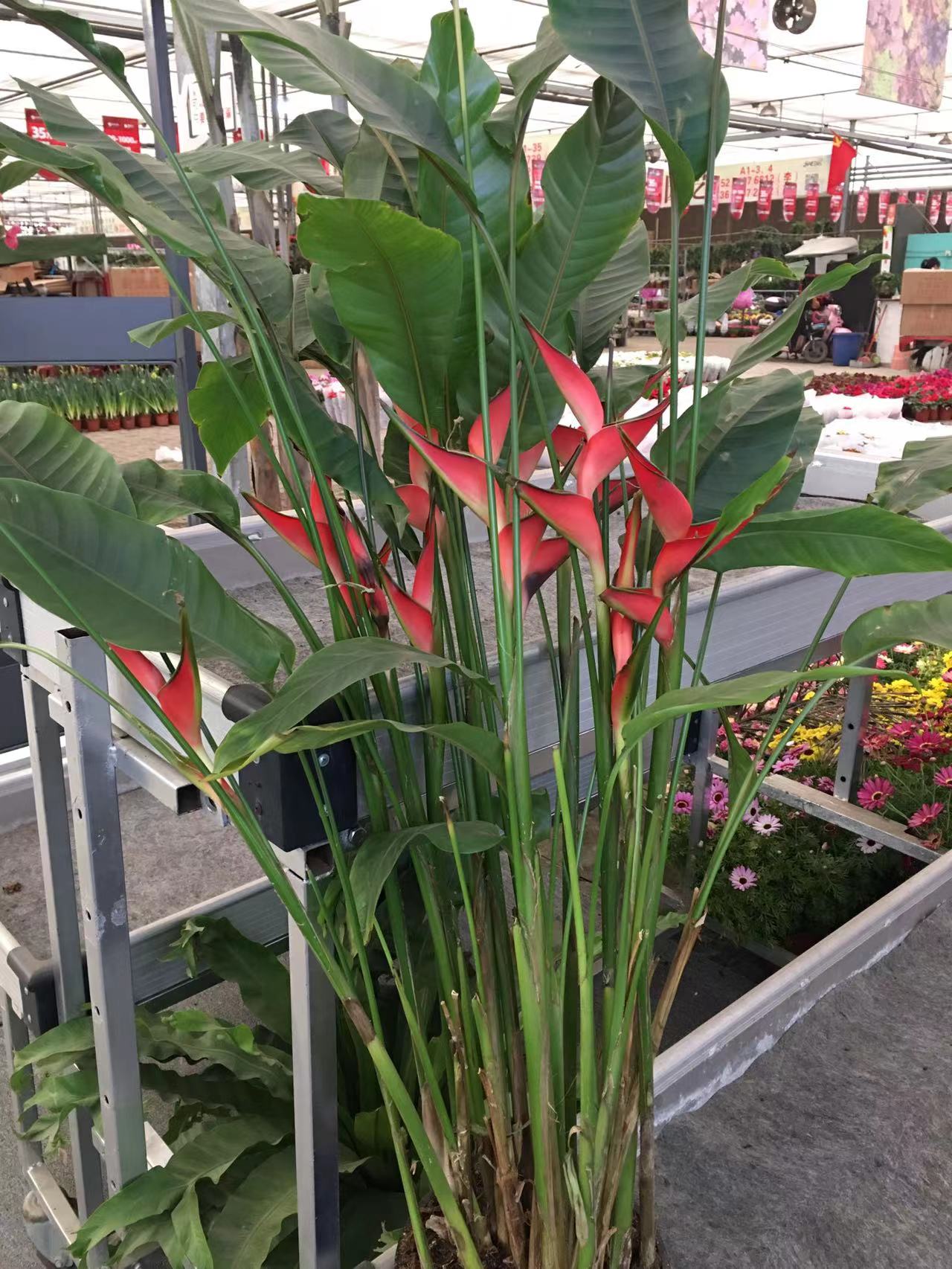 成都春天花卉市场哪里最便宜,成都温江区最便宜的花卉市场