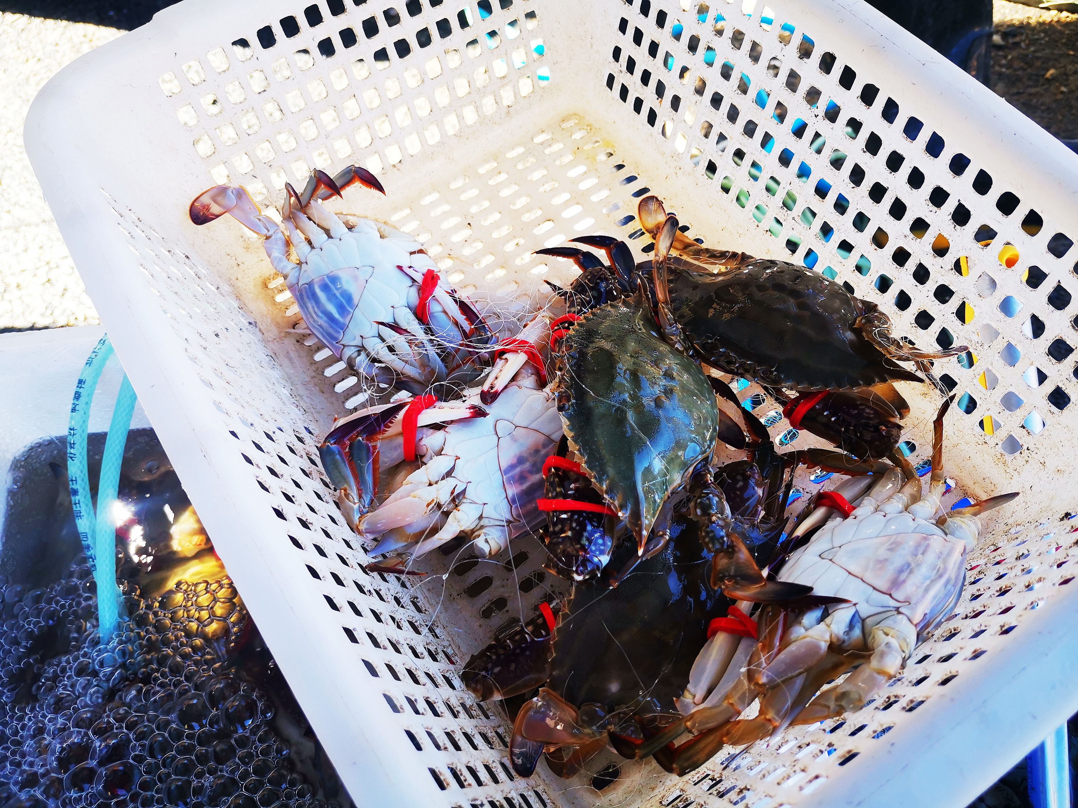 蒸螃蟹是冷水上锅还是上气再下锅,蒸螃蟹是冷水还是开水