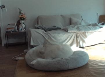 又馋又懒的狗,又馋又挑食的狗