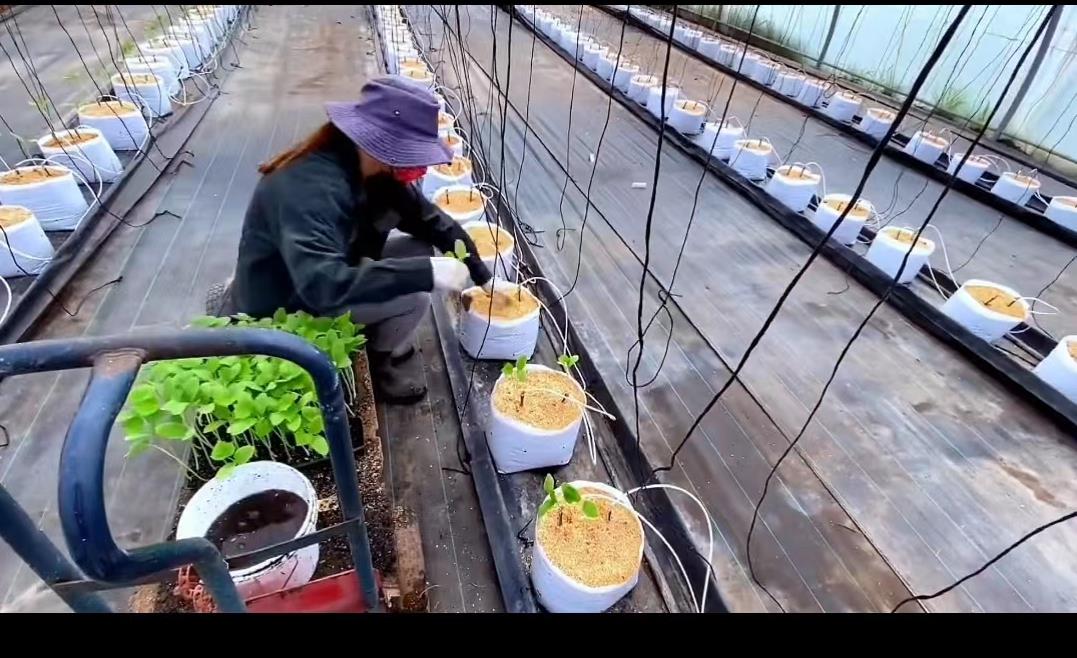 日本乡村两夫妻种菜,日本夫妇用木屑种黄瓜