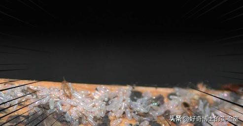 密密麻麻又小又黄的颗粒是虫卵吗,家里褐色小颗粒是什么虫卵