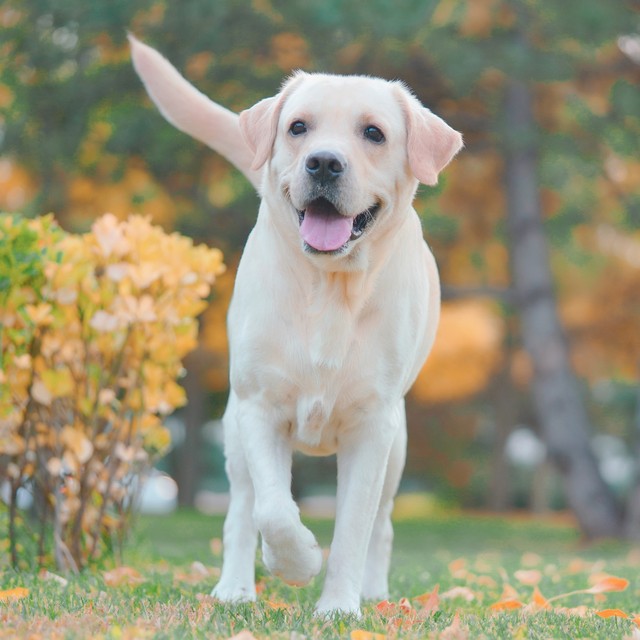 养金毛狗一对一年的收入,养十只金毛一年能赚多少钱