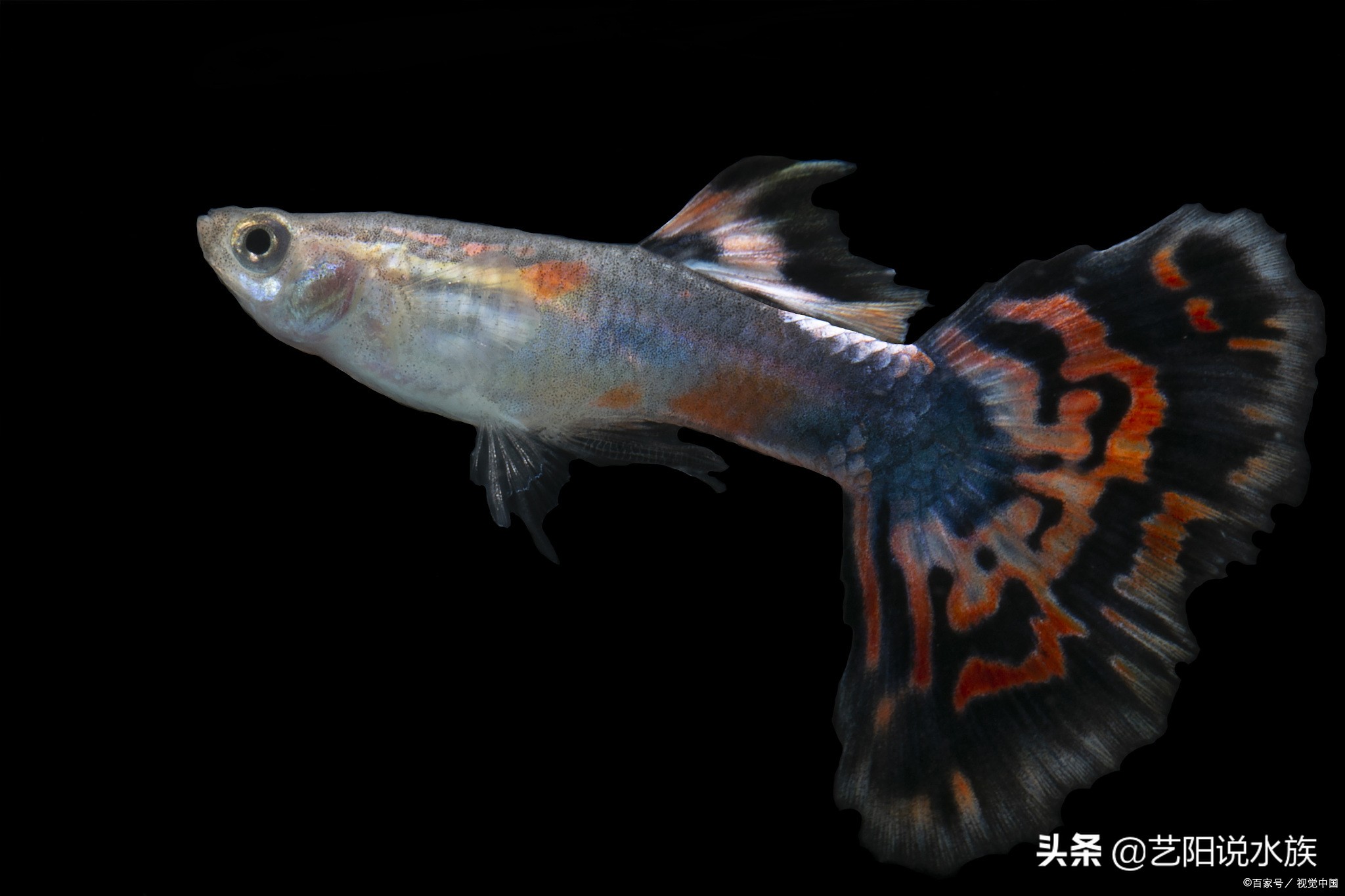 怎么养的孔雀鱼老是死,为什么养的孔雀鱼老是死呢