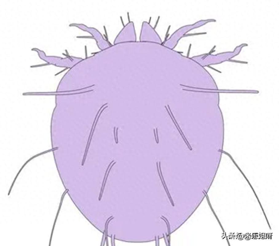 羽绒被暴晒会长虫子吗,羽绒被暴晒还有味道吗