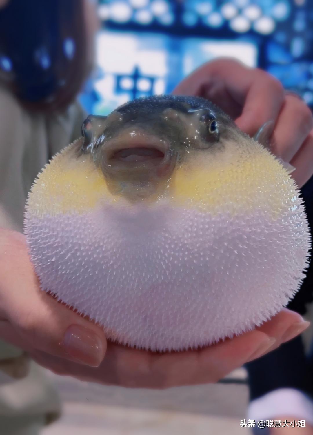 呜(芜)呼(湖)!真的好好好好吃