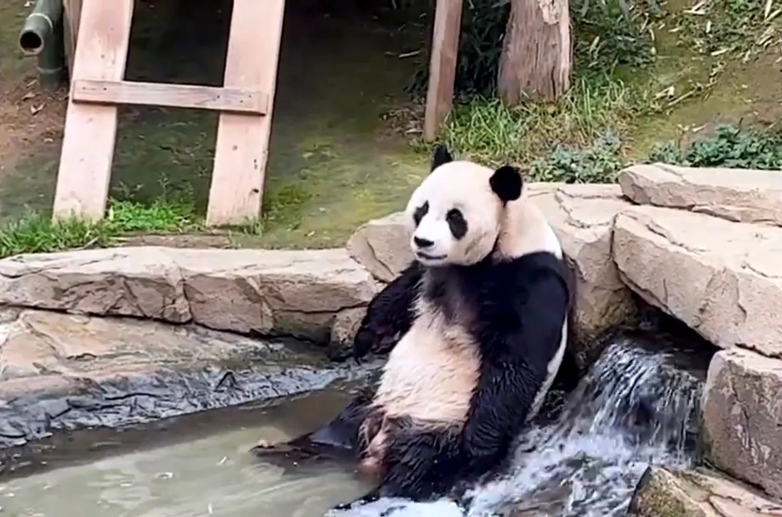 央妈也蹭热度官宣爱宝二胎，宝家族自然繁育的故事，再次开花结果