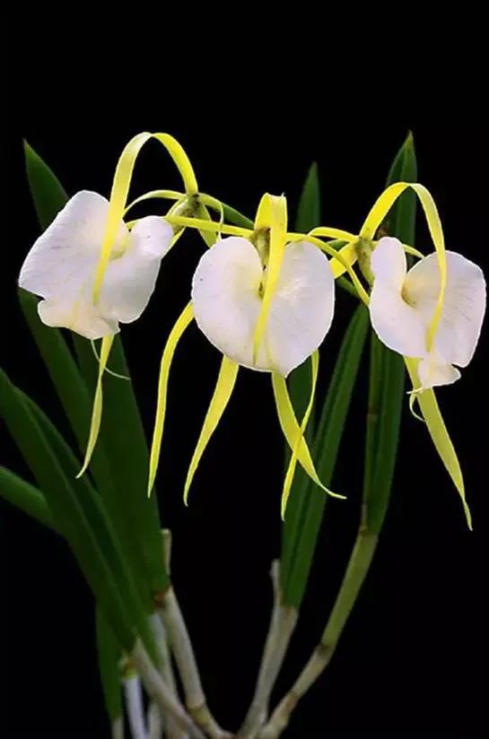 十种最有名的兰花图片,最美的100种兰花图片