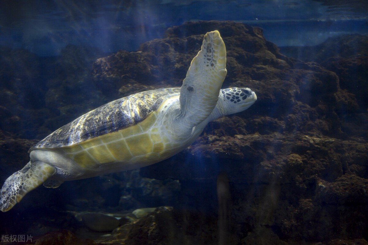 世界疫情变化动态图,疫情后世界的变化