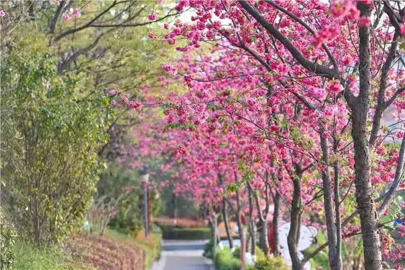 赏花来这里这是云南的专属浪漫,五月来昆明遇见紫色花海