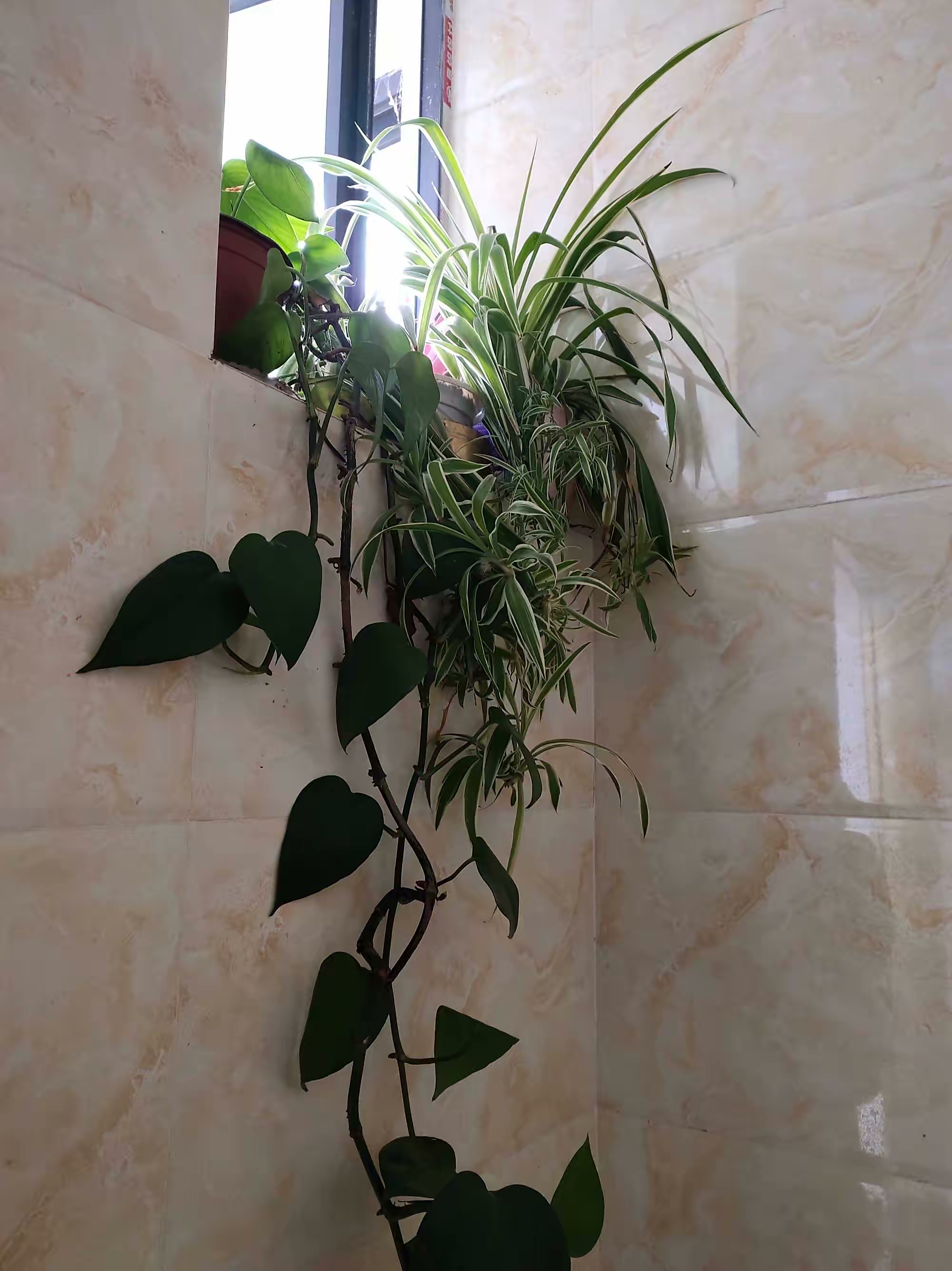 卫生间可养“6种花”，耐阴好养，吸收水分杀毒灭菌，干净清爽