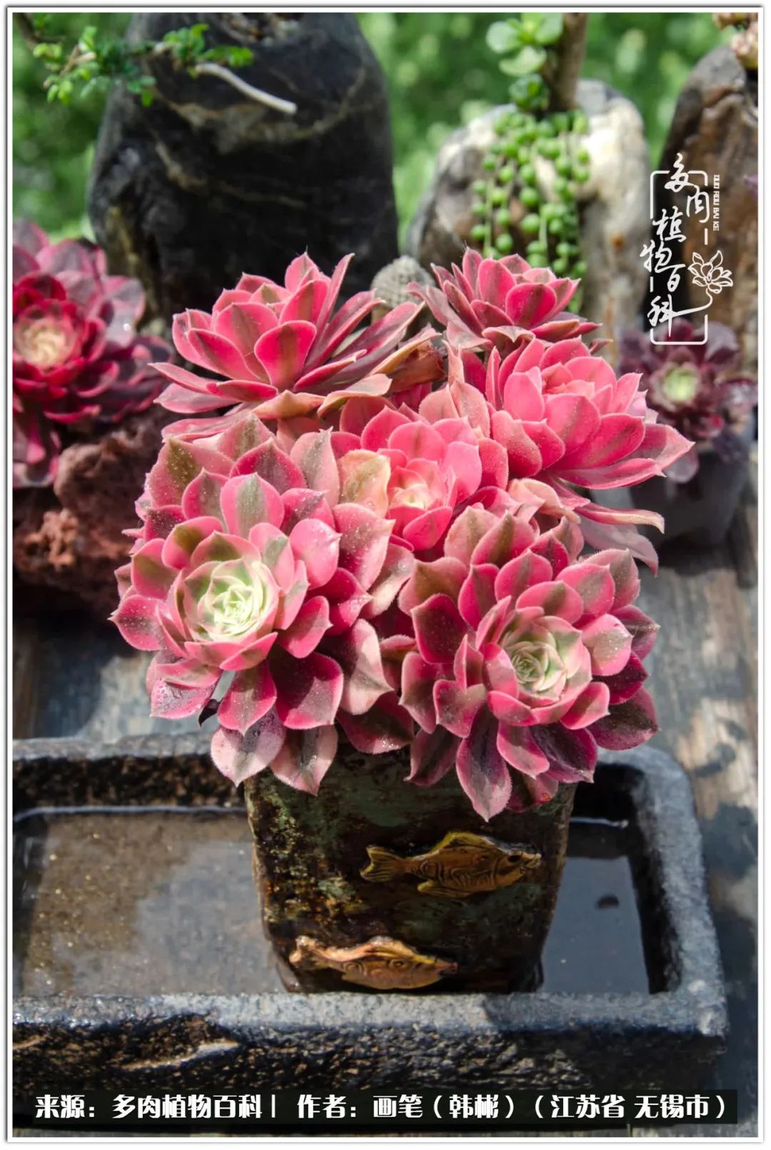 盆景多肉常遇到的问题,多肉盆景无穷小