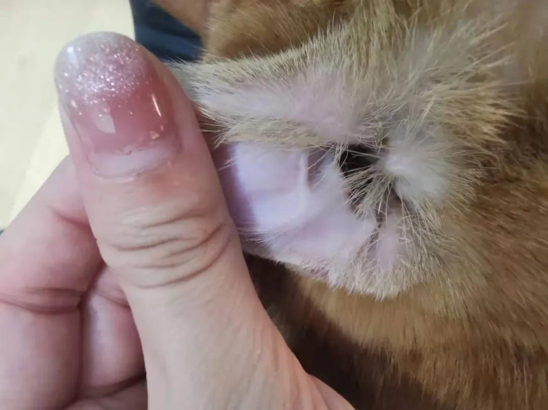 猫咪去宠物店洗完澡过敏,猫咪去宠物店洗澡引起应激反应