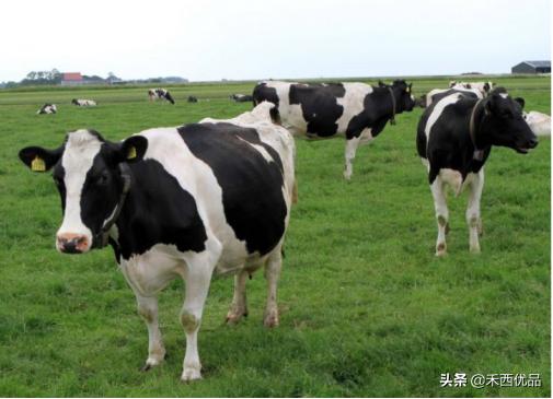 奶牛胃的功效与作用,奶牛移位能引起什么病
