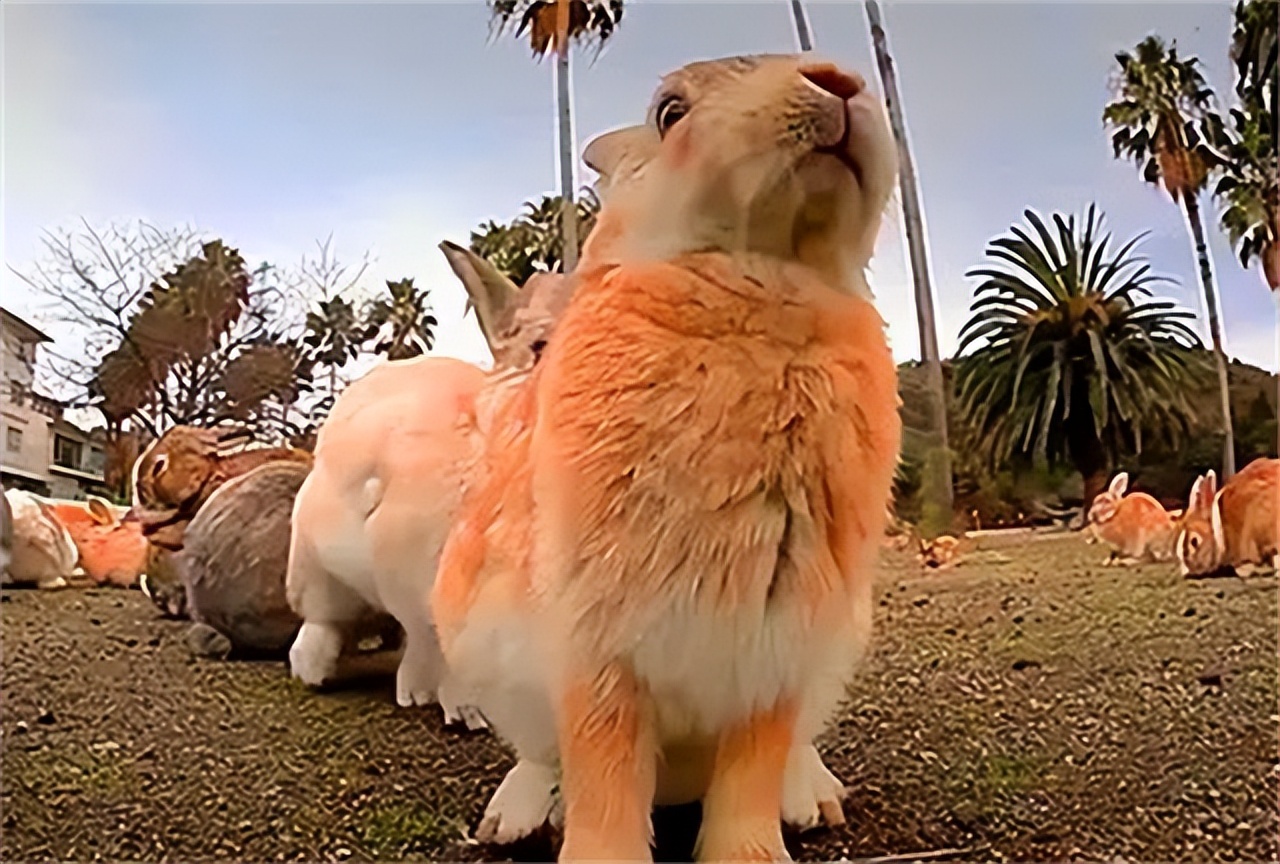 澳大利亚野兔泛滥成灾体重近百斤,澳大利亚野兔成灾野兔上百斤