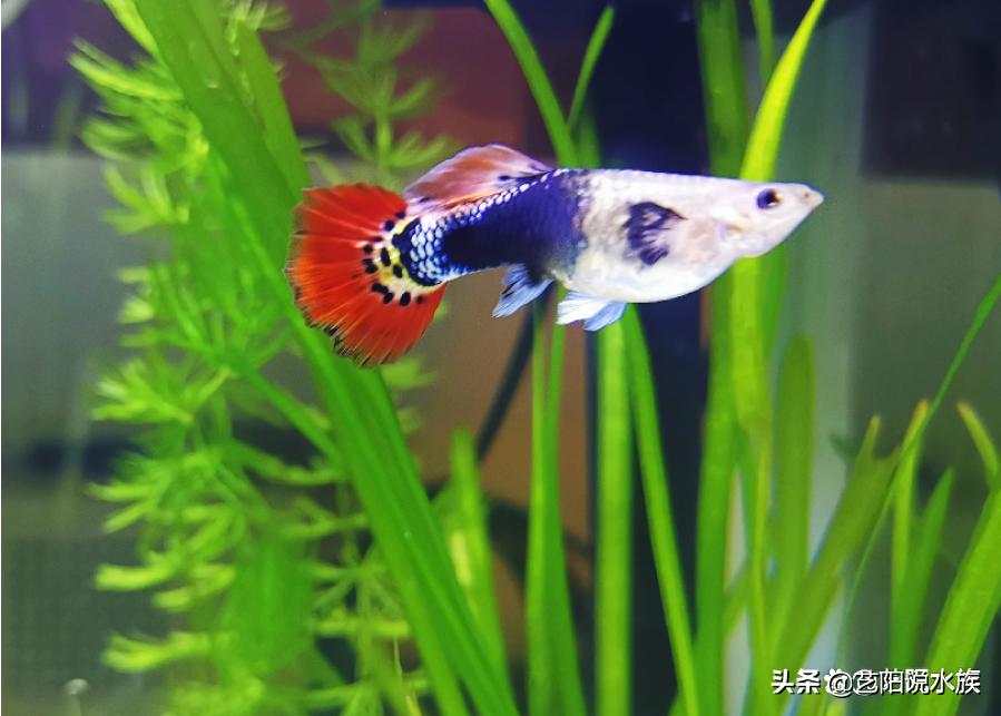 怎么养的孔雀鱼老是死,为什么养的孔雀鱼老是死呢