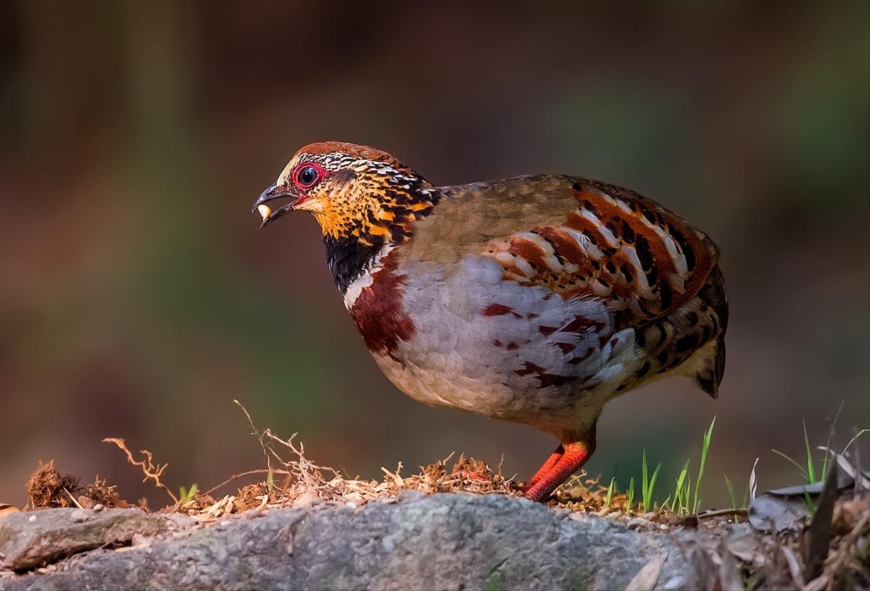 四川发现熊猫是真的吗,中华鹧鸪是濒危物种吗