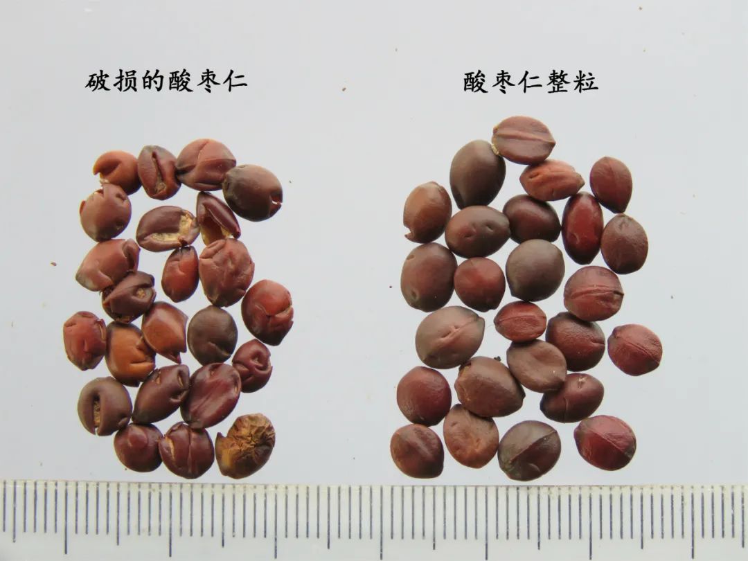 嗨，你家酸枣仁买对了吗？