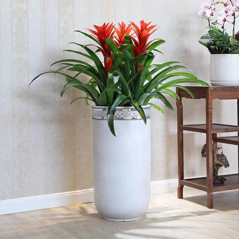 代表富贵吉祥的花草,有寓意的花草名