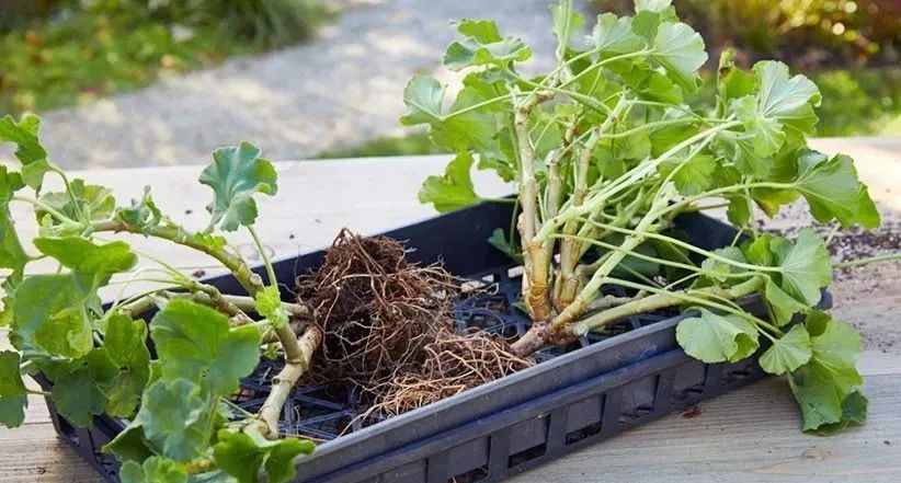 入门天竺葵的扦插方法图解,天竺葵扦插跟绣球扦插方法一样吗