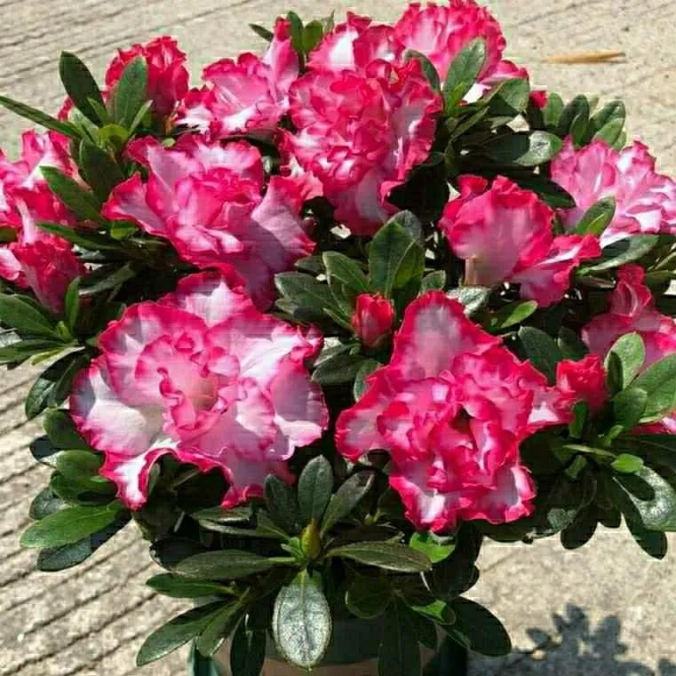 适合女生养的4种花,十大最适合女性养的花