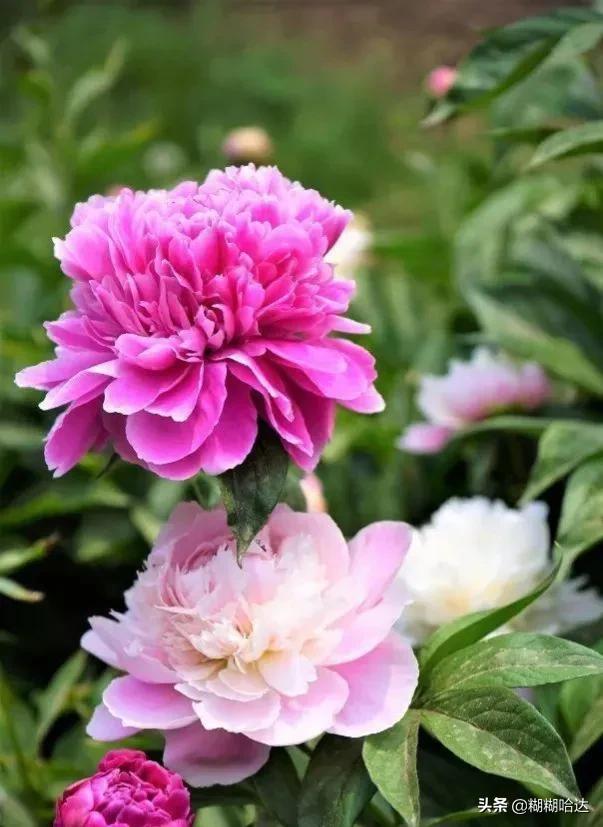 赏心悦目的花朵，风采万千，千姿百态，魅力无限，太美了