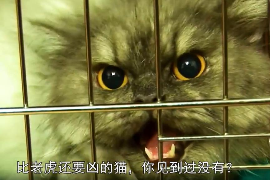 产后抑郁症的猫有什么表现,小母猫产后抑郁什么表现