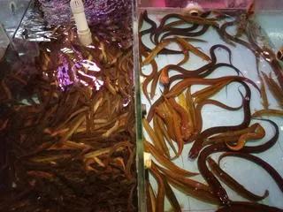 刀鳅为什么消失了,刀鳅离开水能活吗