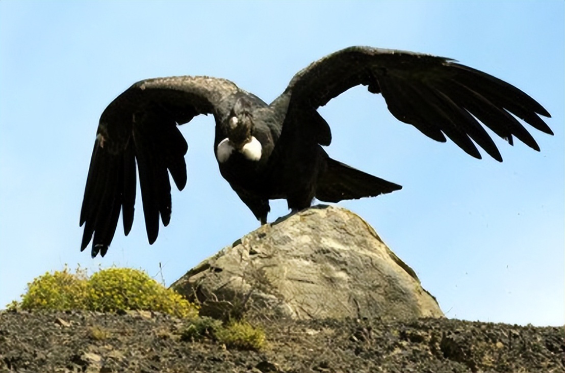 哥伦比亚安第斯秃鹰：土著传统中的文化意义和象征