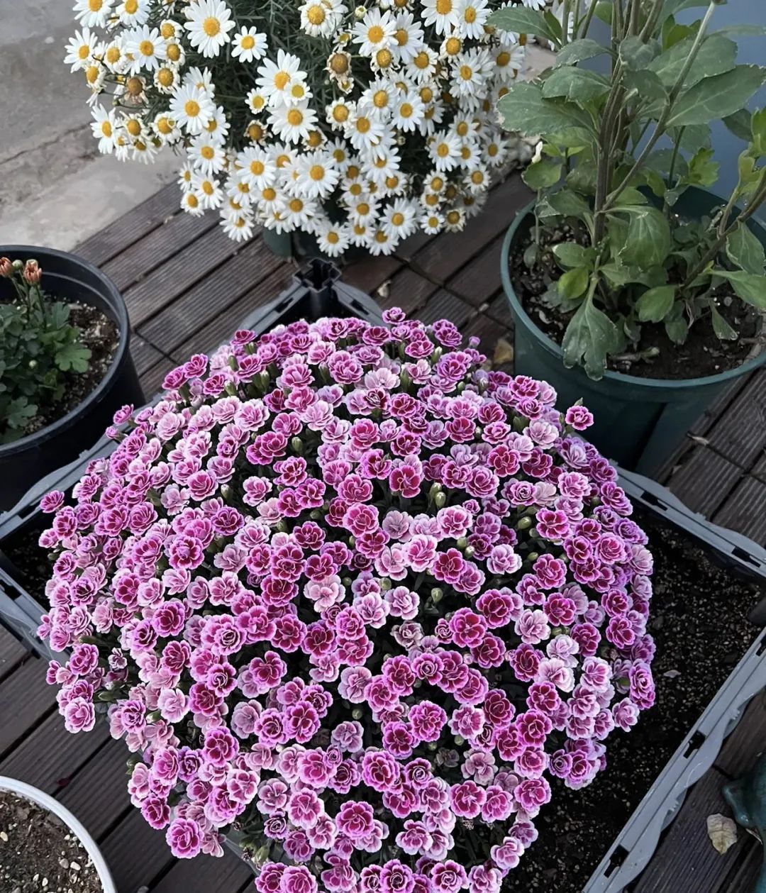 4个养花小窍门花越养越漂亮,懒人养花就选这10种花期长达8个月