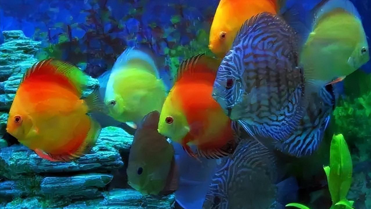 七彩神仙鱼繁殖期间可以喂食吗,七彩神仙鱼繁殖卵需要下什么药