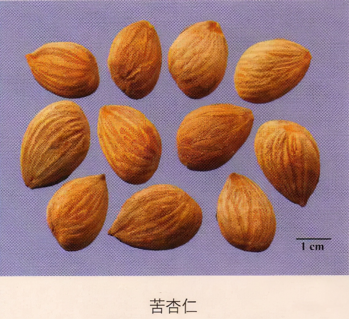 每天学习一味中药枇杷叶,每天学习一味中药