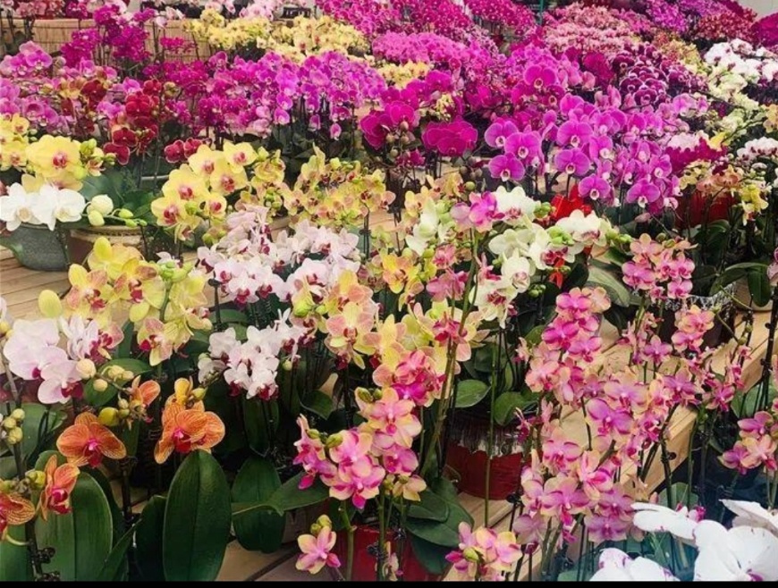 海山翻唱和平与爱,海山朗诵