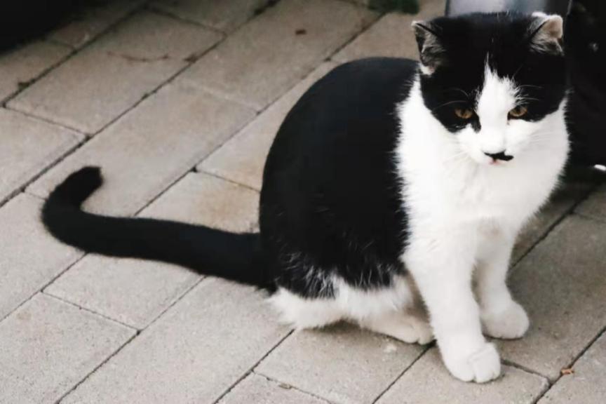 北中医猫,北中医校园