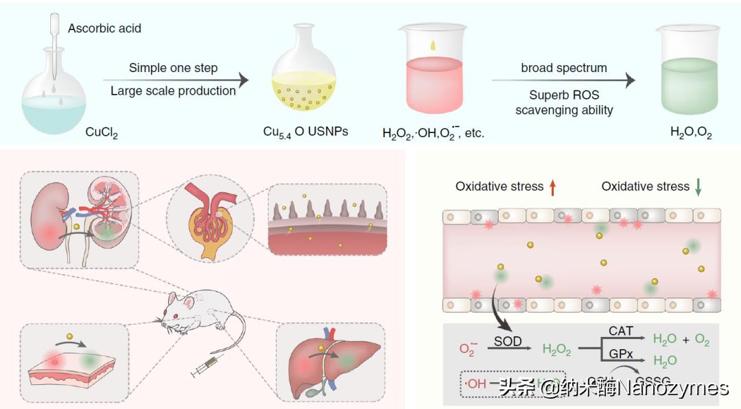Nat.Commun.|超小铜基纳米酶清除活性氧及缓解炎症相关疾病