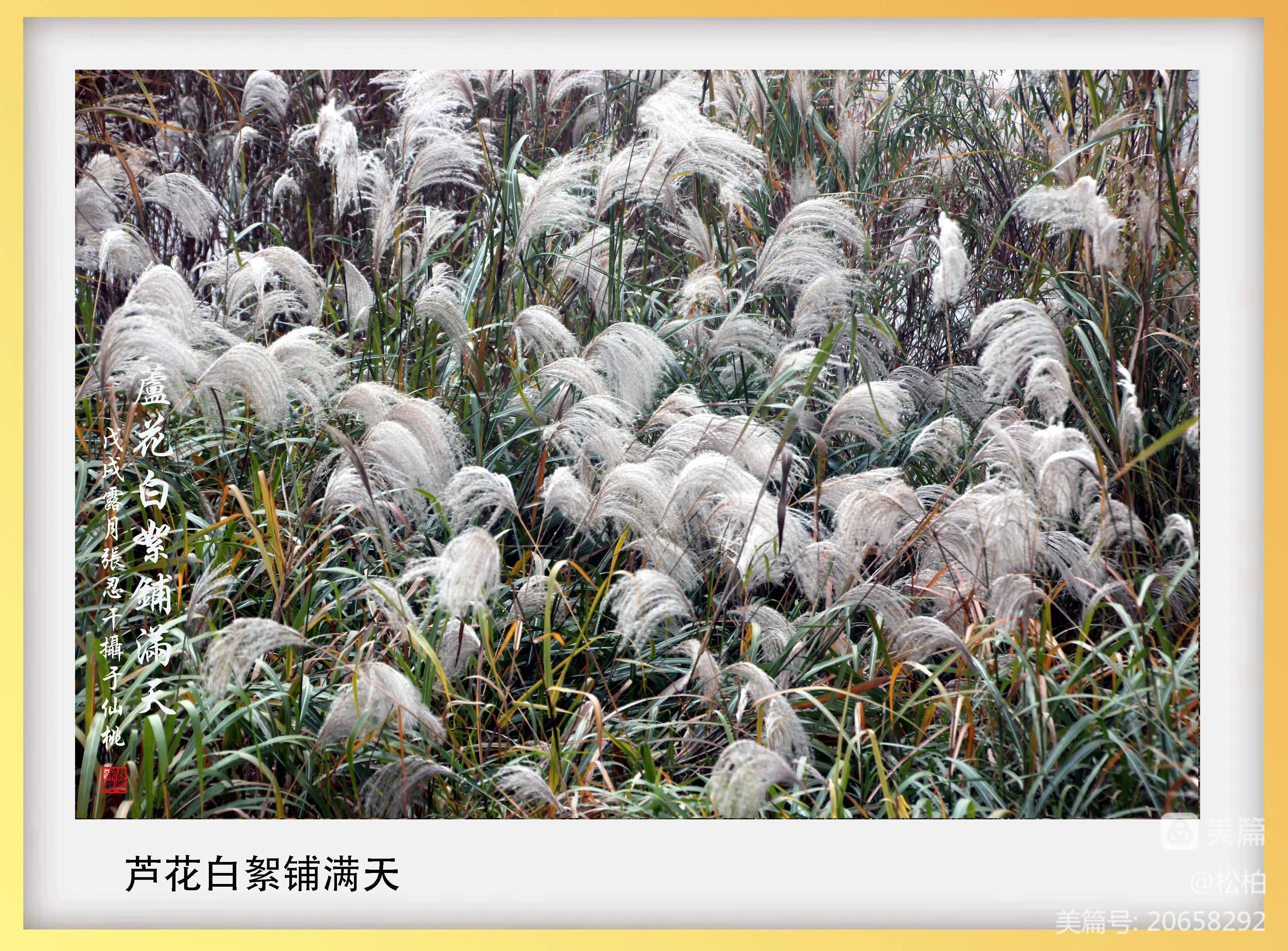 【松柏】诗图战友情（二十一）沙湖沔阳州