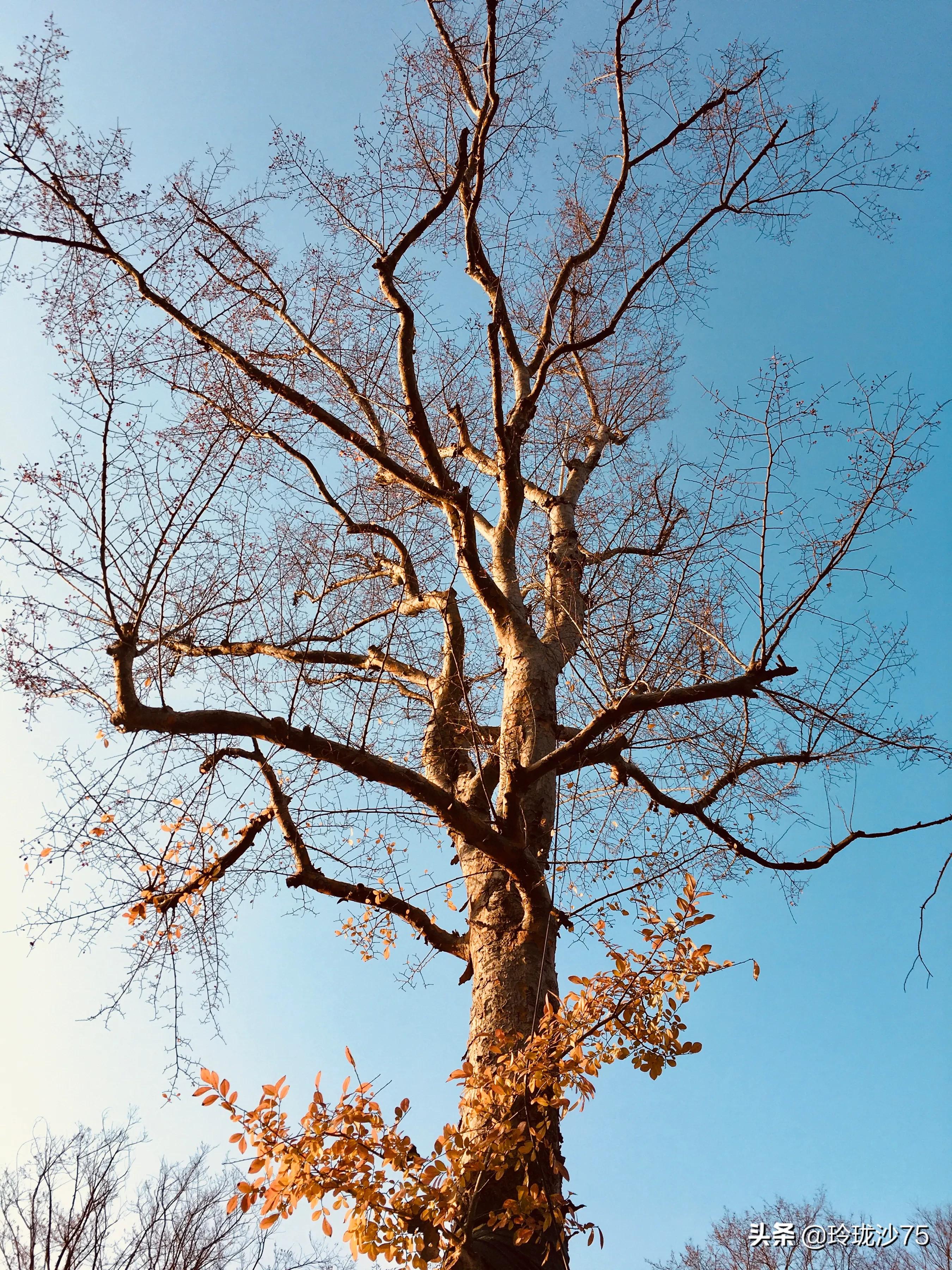 长沙风景美丽的篮球场,长沙王陵公园生态足球场