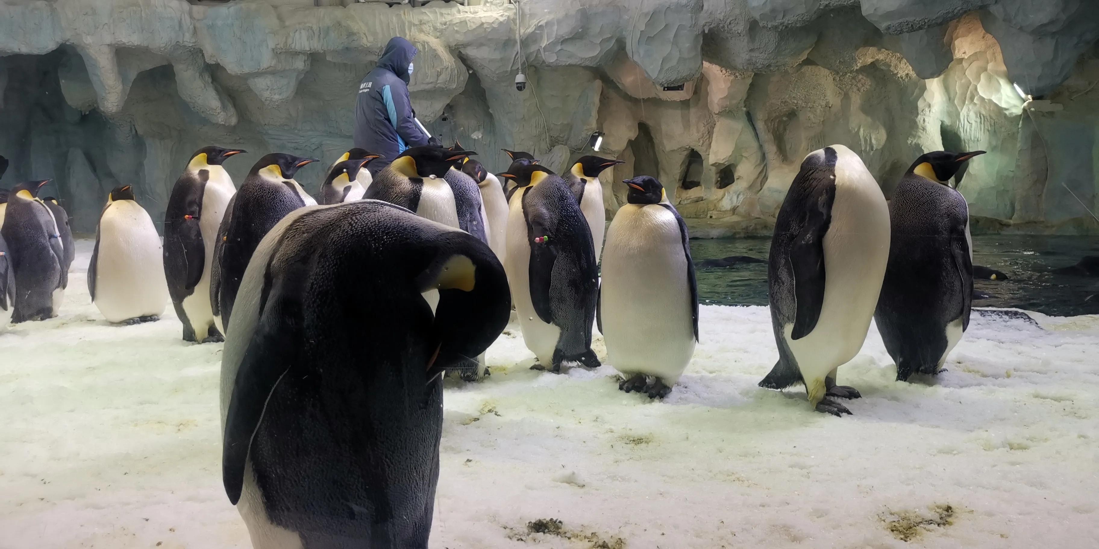 广州长隆两天一晚攻略,长隆酒店套票游玩攻略