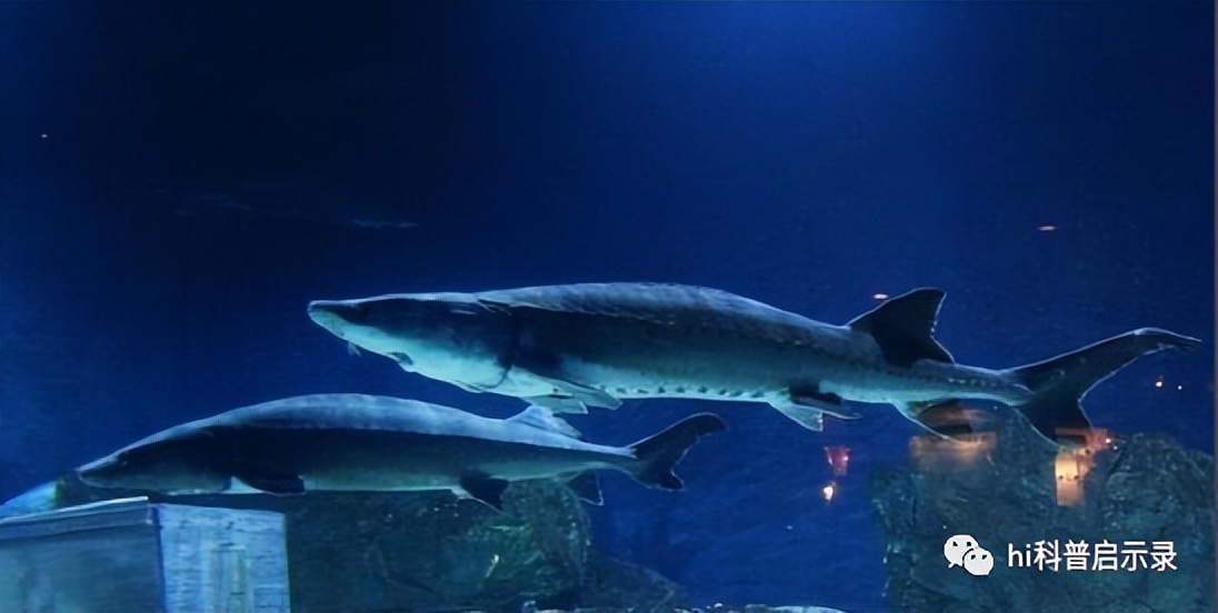 俄国鲟与中华鲟,欧洲鲟和西伯利亚鲟杂交