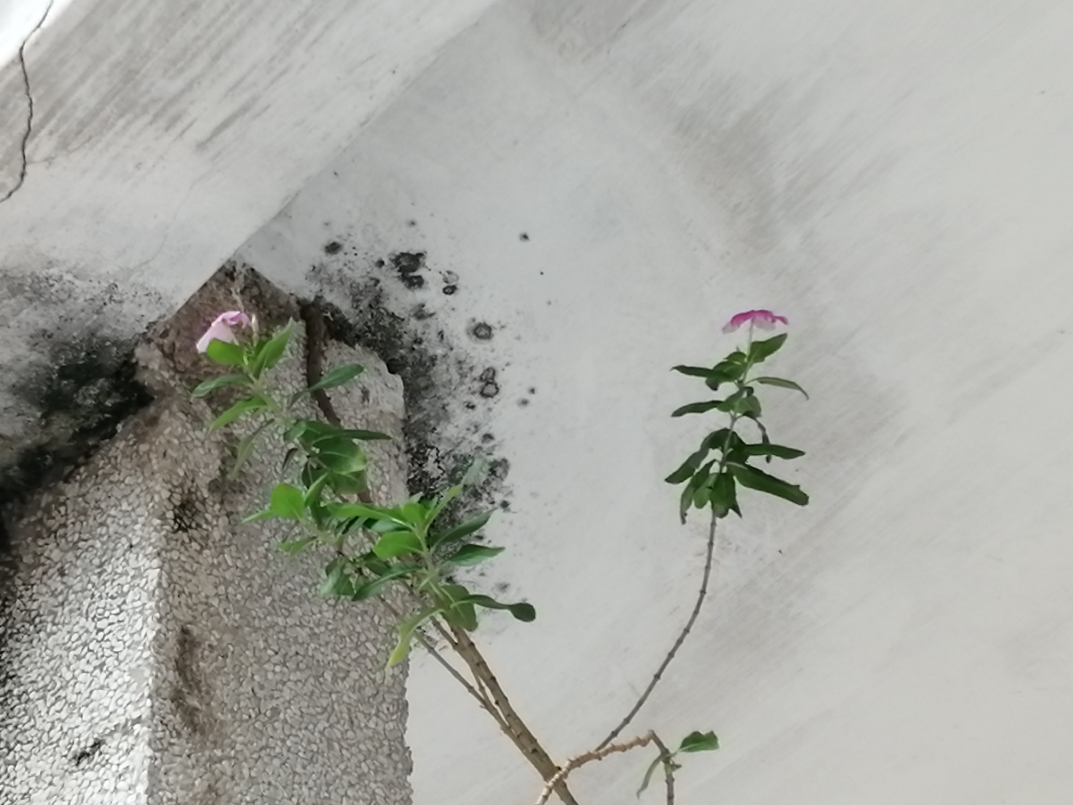 猪坚强能有多坚强,猪坚强我们凭什么不坚强