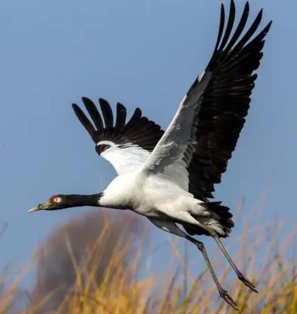 贵州高原上的明珠威宁草海,威宁县高原明珠最新视频