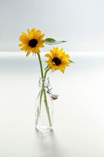 逐光而行向阳而生散文,守心自暖向阳而生的散文