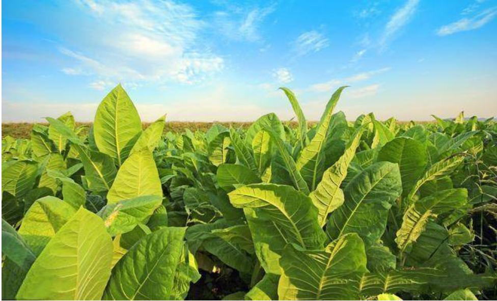 笼罩在烟雾里的巨人，中国*草烟**总公司，一年税费养活中国*队军**