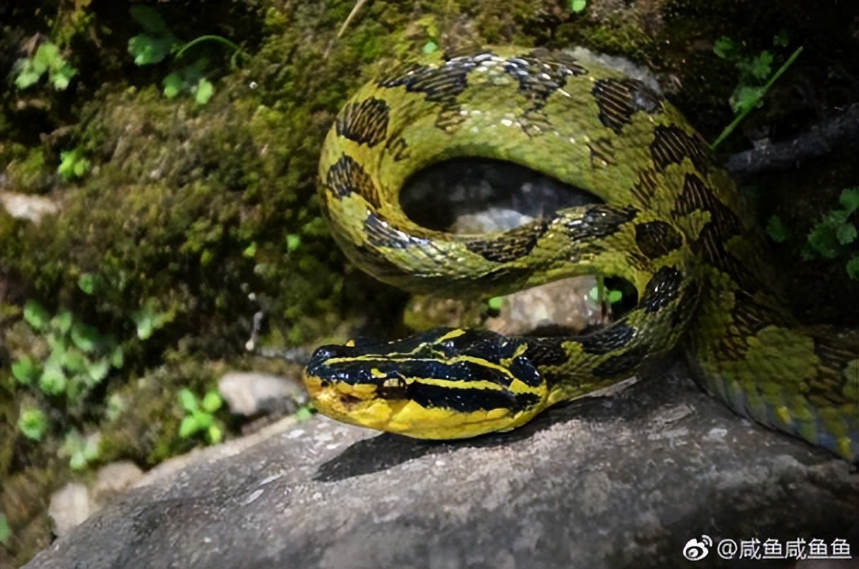 真正的丛林美食有哪些,硬核知识大全100个