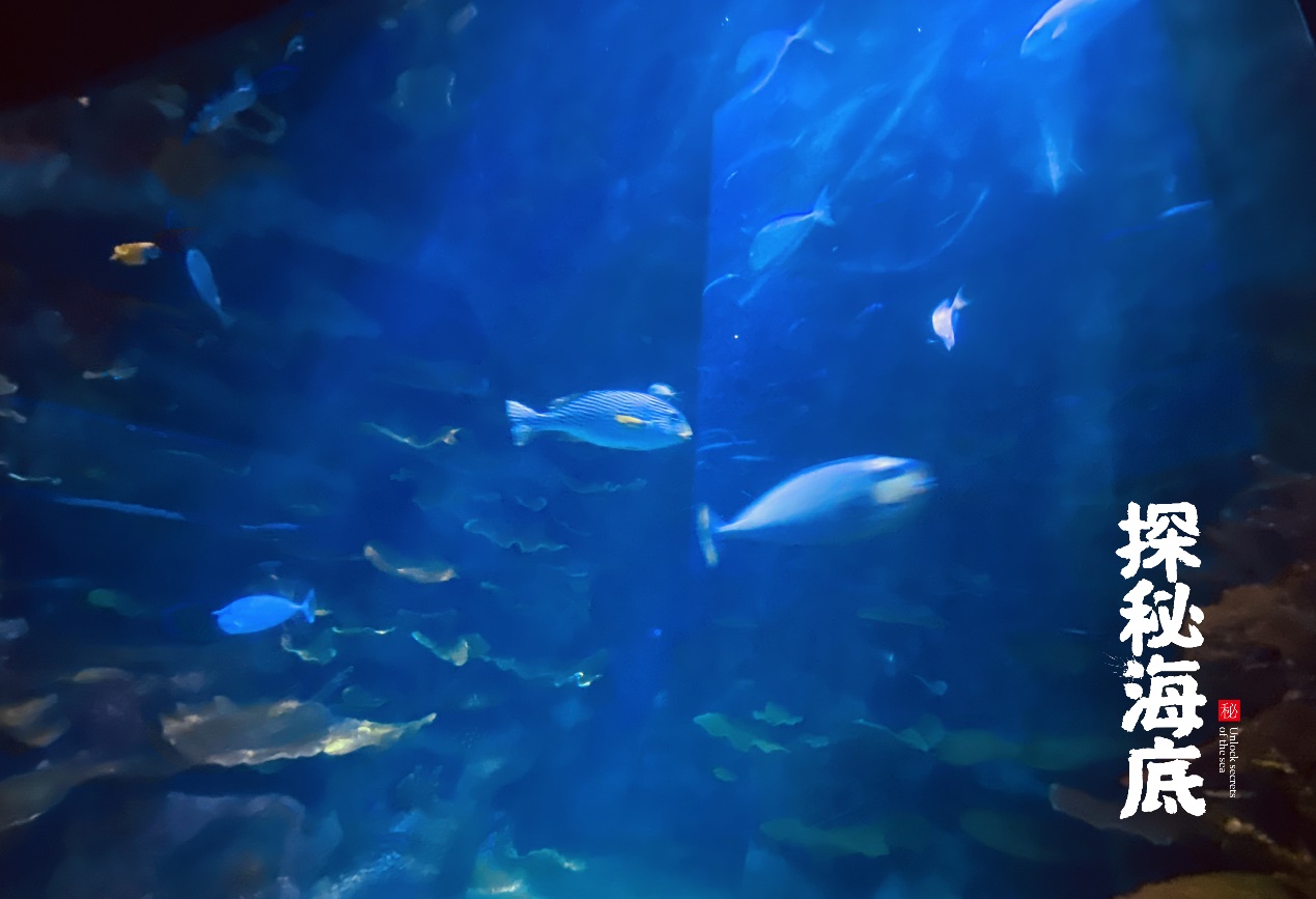 鎺㈢娴锋磱瀹堟姢娴锋磱,鎺㈢娴峰簳涓栫晫棰嗙暐娴锋磱榄呭姏