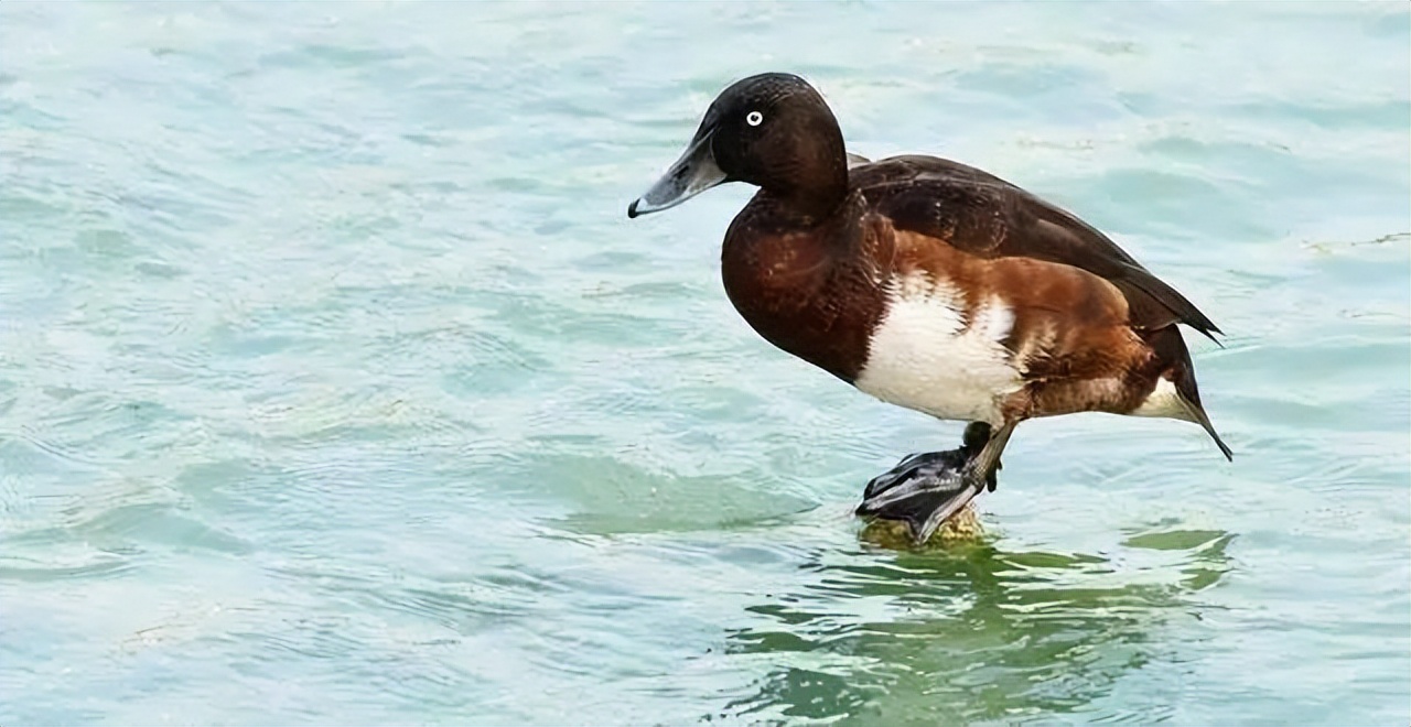 广东发现珍稀罕见野生动物,珍稀动物视频