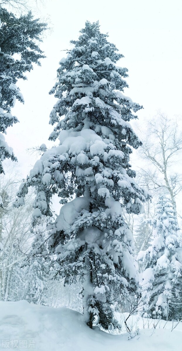 有关冬天的诗句带冬,关于冬天的诗和句子