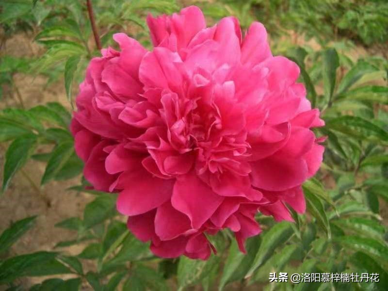 洛阳牡丹花介绍简介,洛阳牡丹花图片欣赏