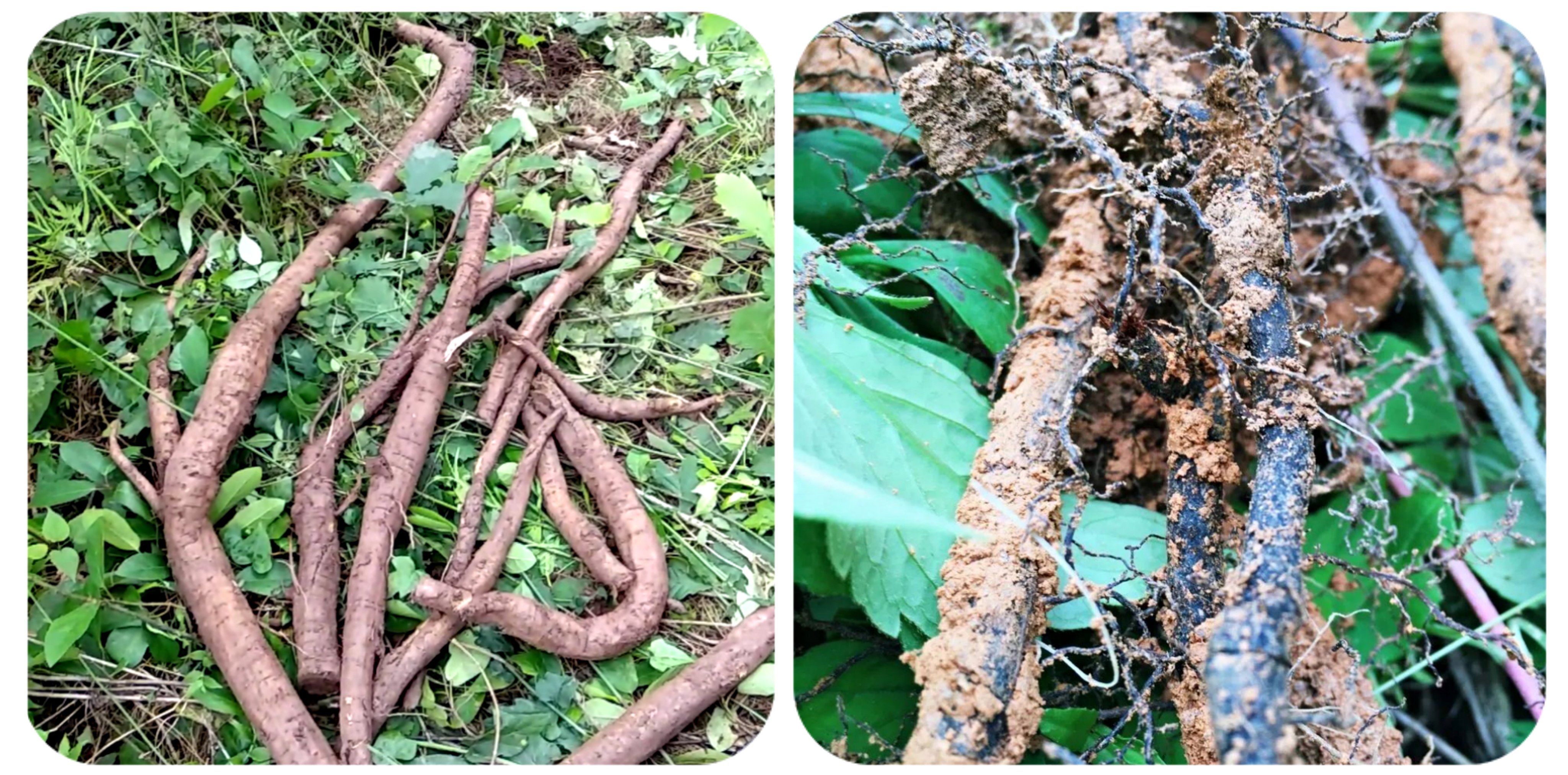 100种野菜大全图解,认识100种野菜视频大全完整版